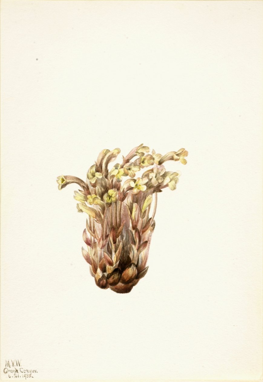 Orobanche fasciculata, 1933 - Mary Vaux Walcott