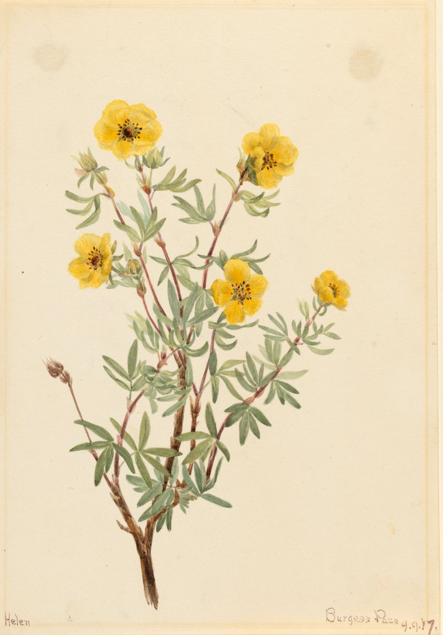 Potentille fruticosa, 1917 - Mary Vaux Walcott