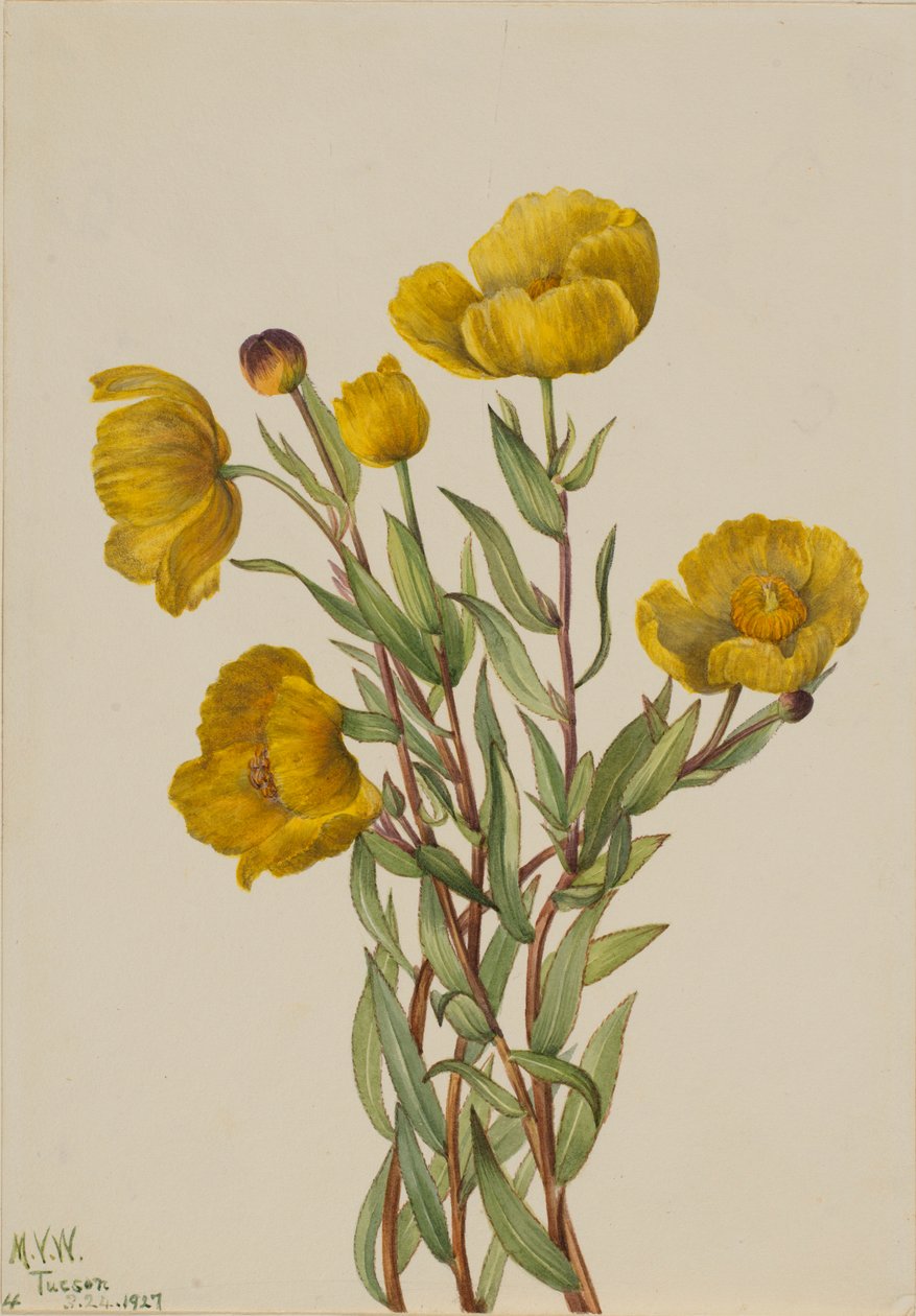 Boussole (Dendromecon rigidum) - Mary Vaux Walcott