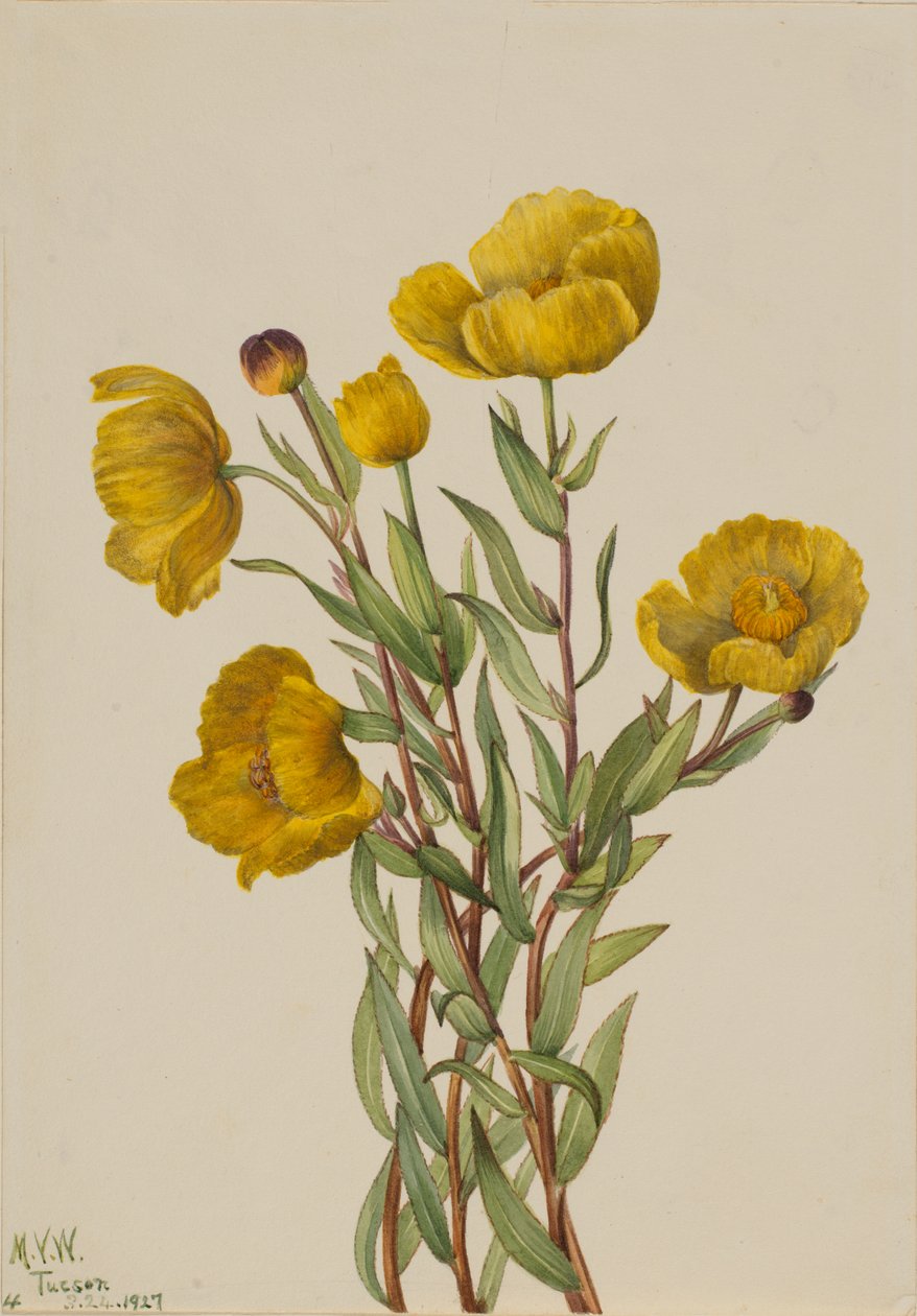 Pavot de brousse Dendromecon rigide, 1927 - Mary Vaux Walcott