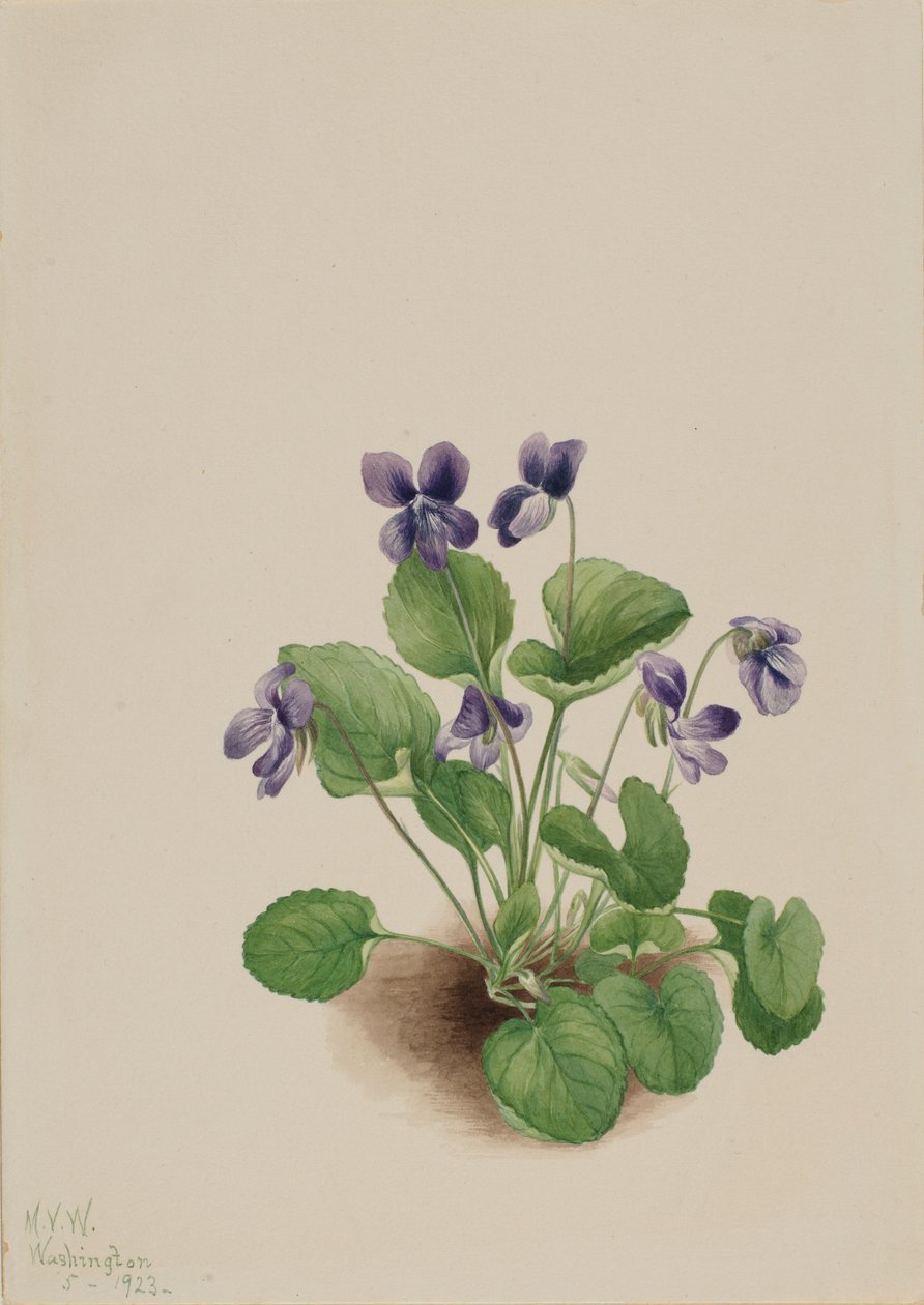 Violette papillon (Viola papilionacea) - Mary Vaux Walcott
