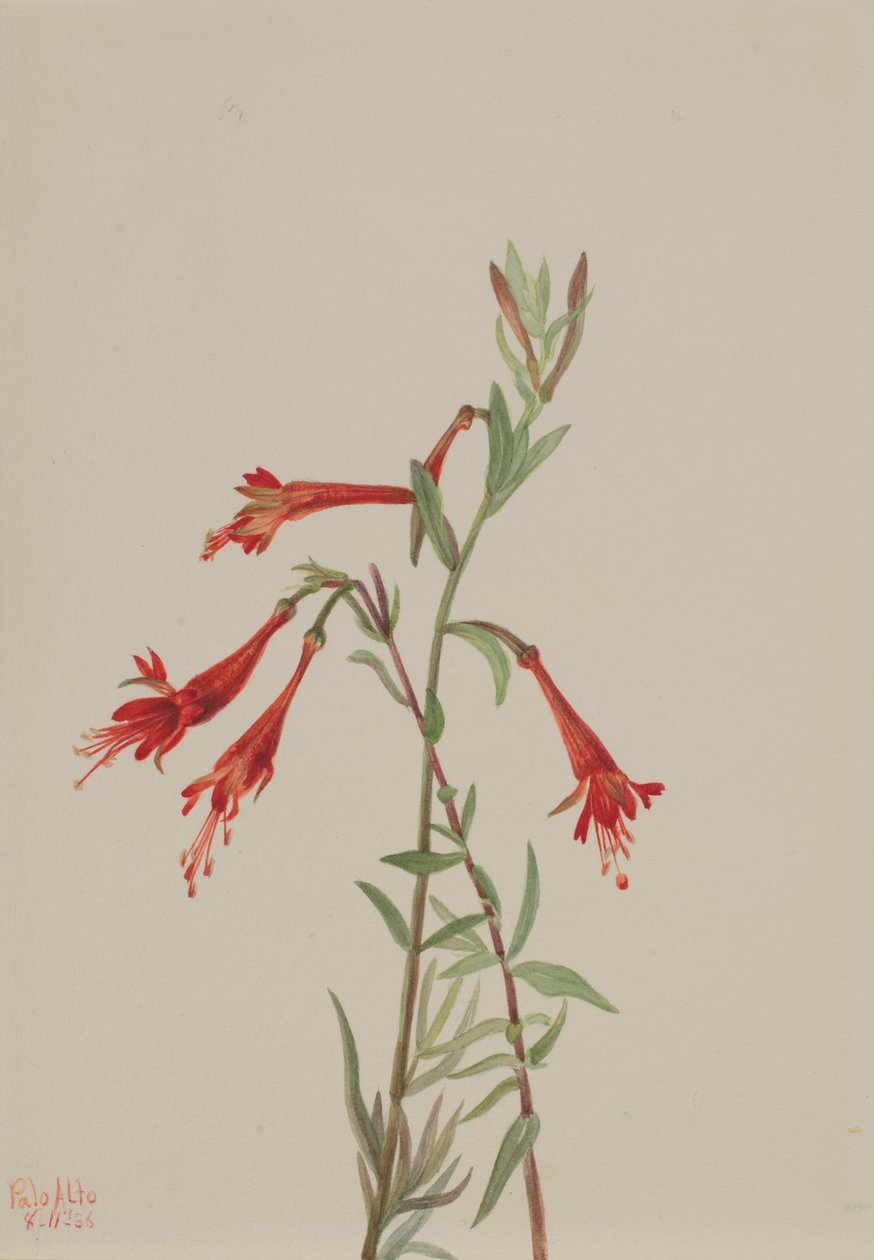Fuschia de Californie (Zauschneria californica) - Mary Vaux Walcott