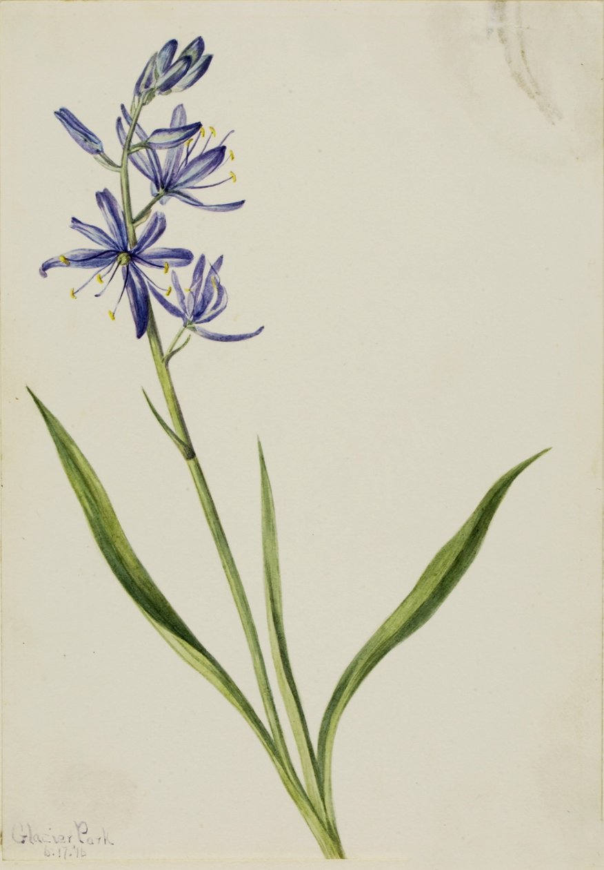 Camas (Quamasia quamash) - Mary Vaux Walcott