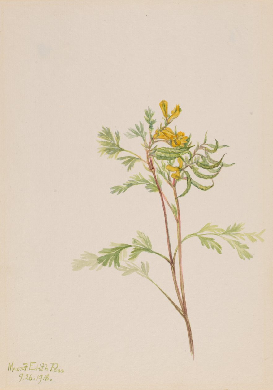 Capnoides aureum, 1918 - Mary Vaux Walcott