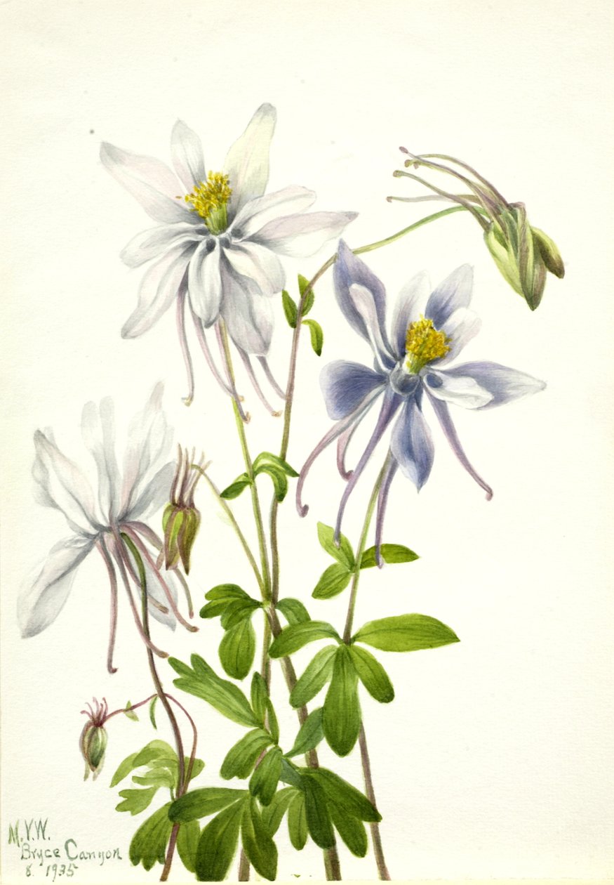 Ancolie Columbine Aquilegia ecalcarata, 1935 - Mary Vaux Walcott