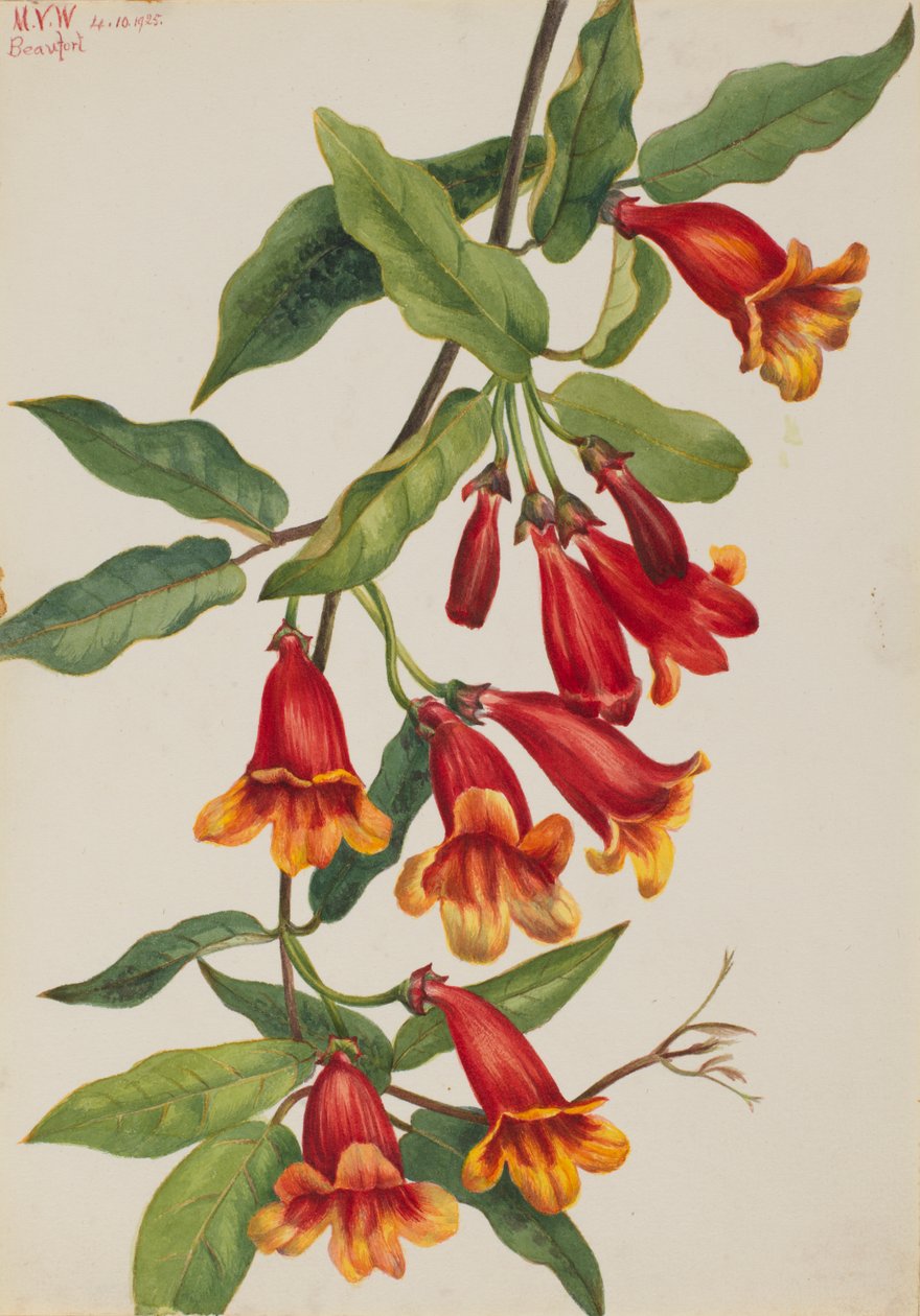 Vigne croisée Anisostichus capreolatus, 1925 - Mary Vaux Walcott