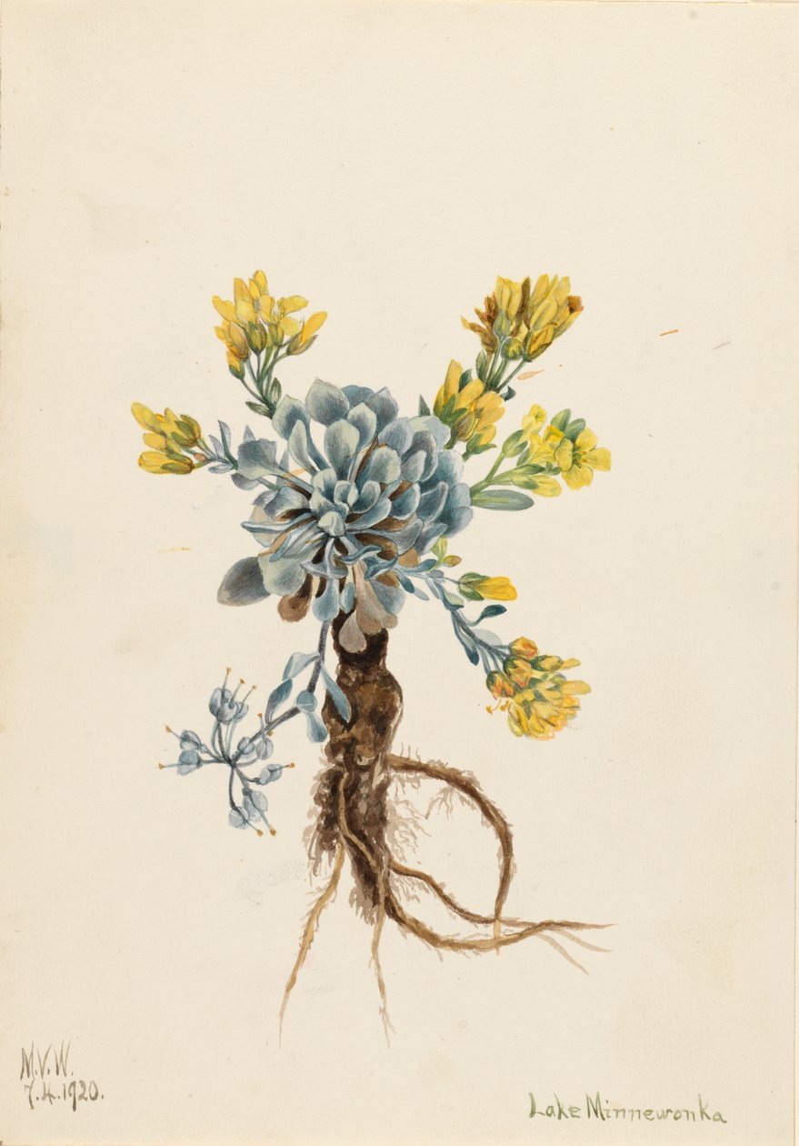 Double Bladderpod, 1920 - Mary Vaux Walcott