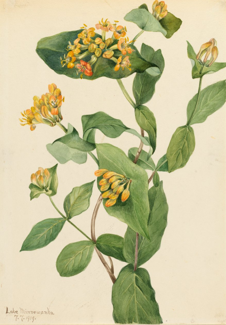 Chèvrefeuille de Douglas Lonicera glaucescens, 1919 - Mary Vaux Walcott