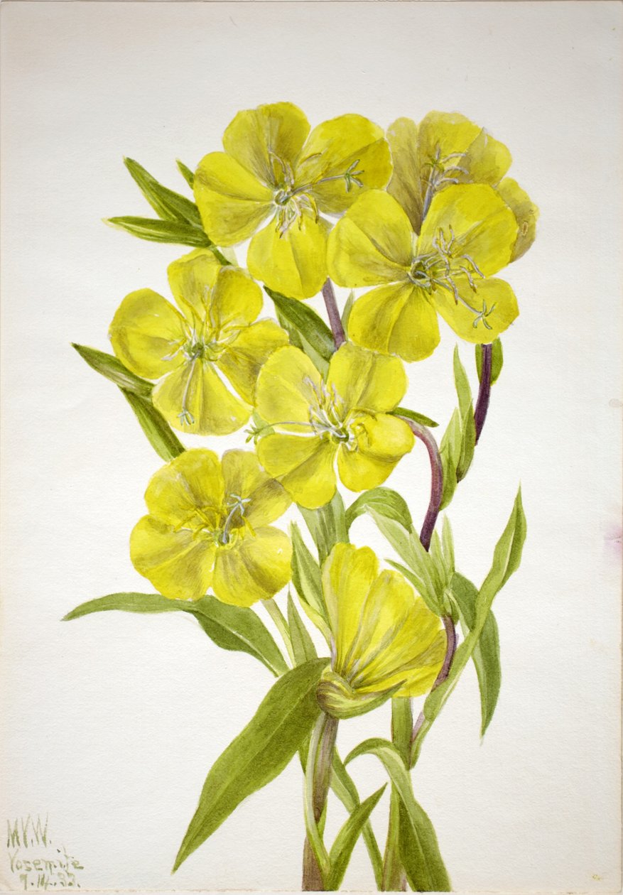 Onagre (Oenothera) - Mary Vaux Walcott