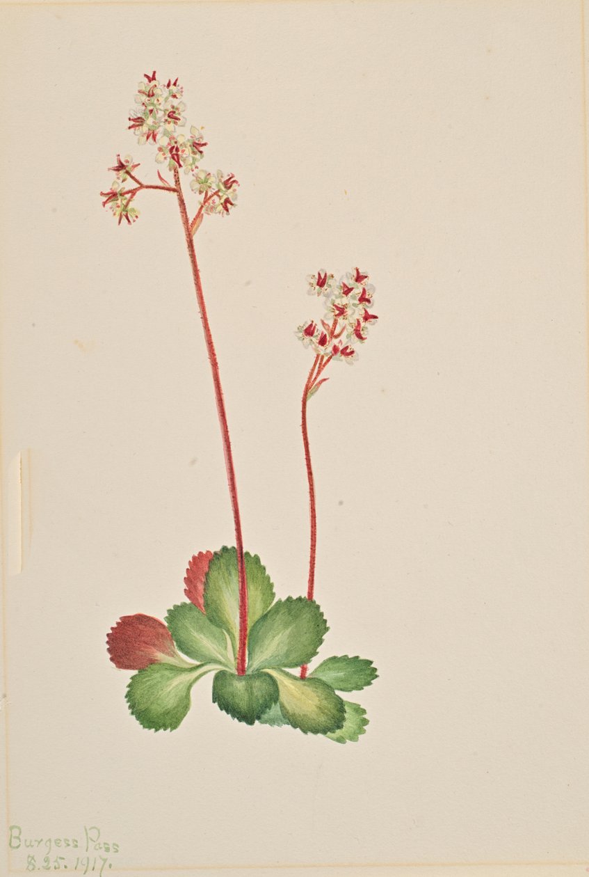 Saxifrage à feuilles persistantes Leptarrhena pyrolifolia, 1917 - Mary Vaux Walcott