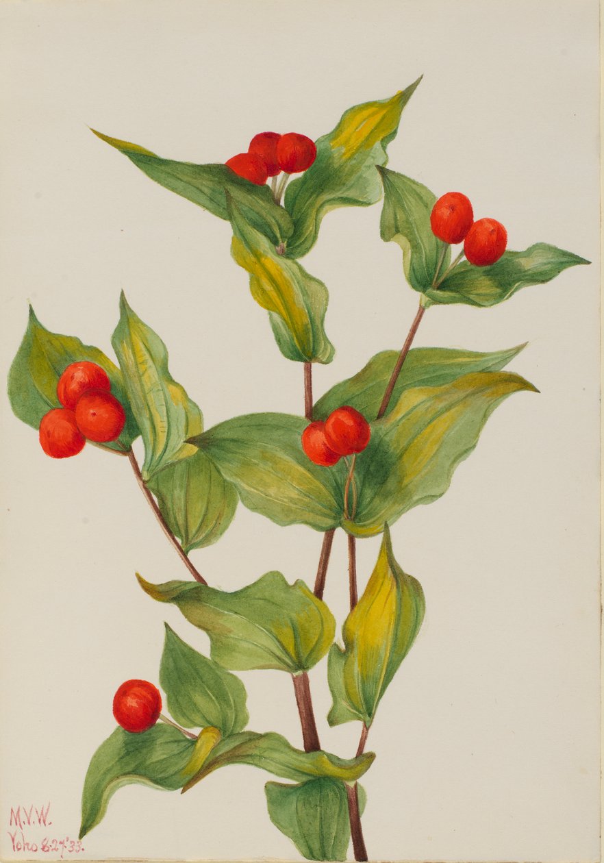 Disporum hookeri (Disporum hookeri) - Mary Vaux Walcott