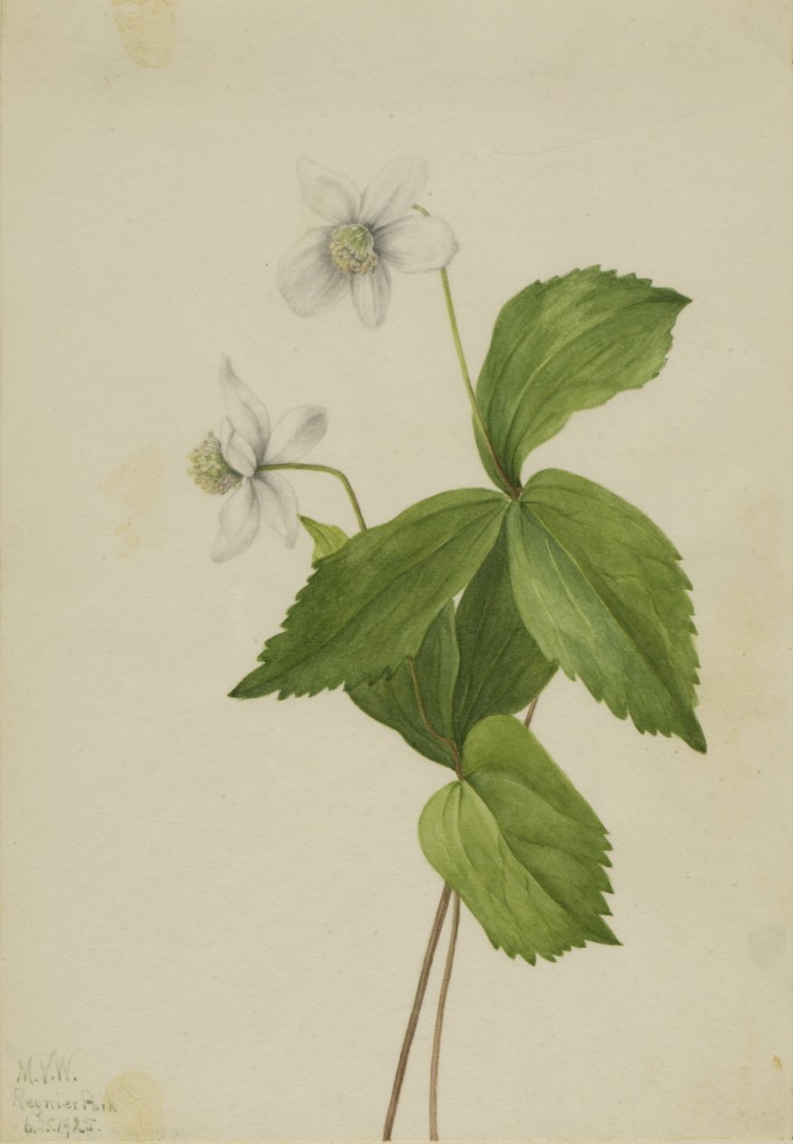 Anémone des forêts (Anemone deltoidea) - Mary Vaux Walcott