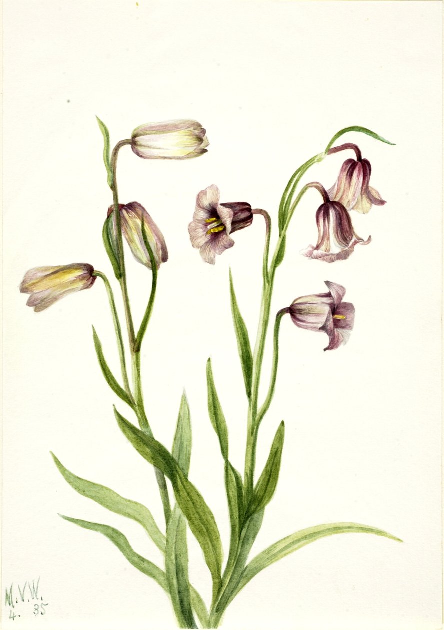 Fritillaire (Fritillaria biflora) - Mary Vaux Walcott