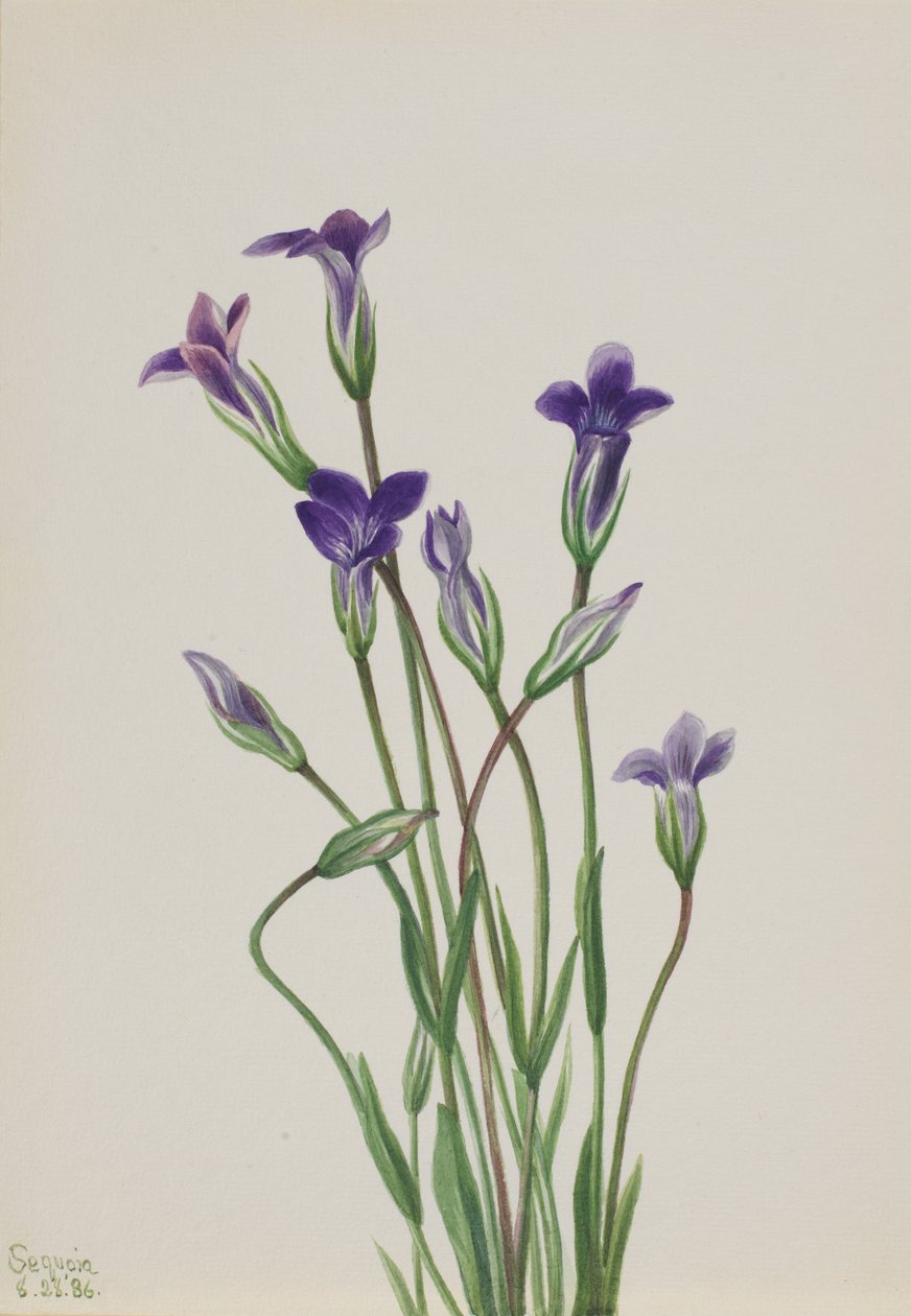 Gentiane Gentiana holopetala, 1936 - Mary Vaux Walcott