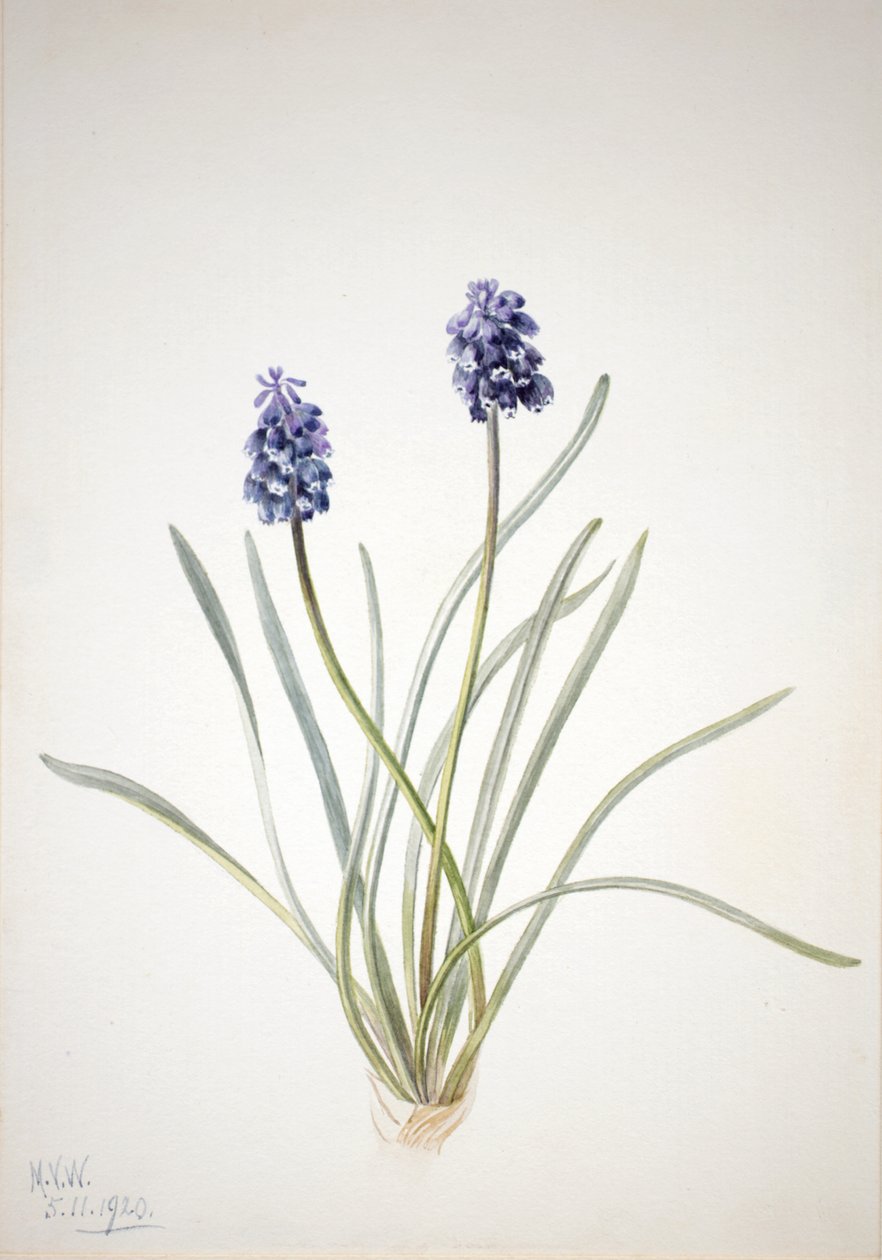 Muscari à grappes, 1920 - Mary Vaux Walcott