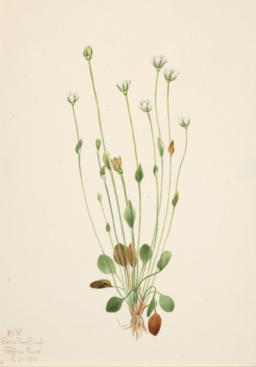 Séneçon gris Senecio canus, 1920 - Mary Vaux Walcott
