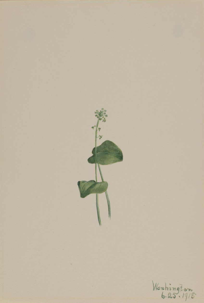 Malaxis unifolia, 1918 - Mary Vaux Walcott