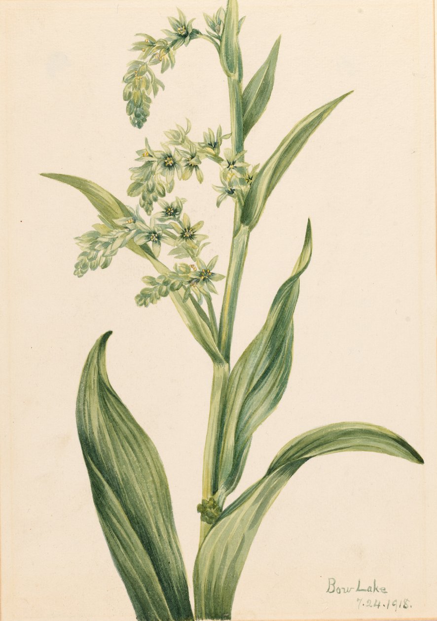 Oursin vert (Veratrum viride) - Mary Vaux Walcott