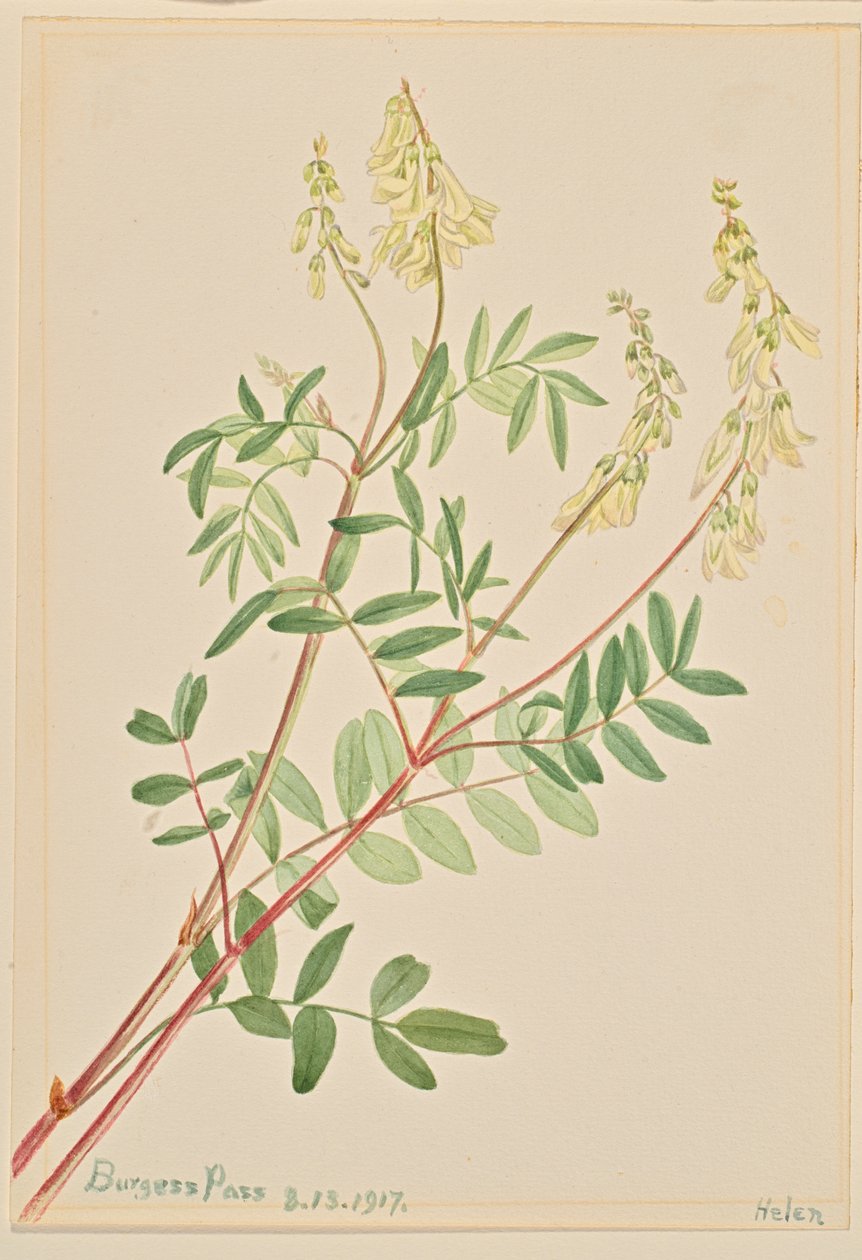 Hedysarum (Hedysarum sulphurescens) - Mary Vaux Walcott