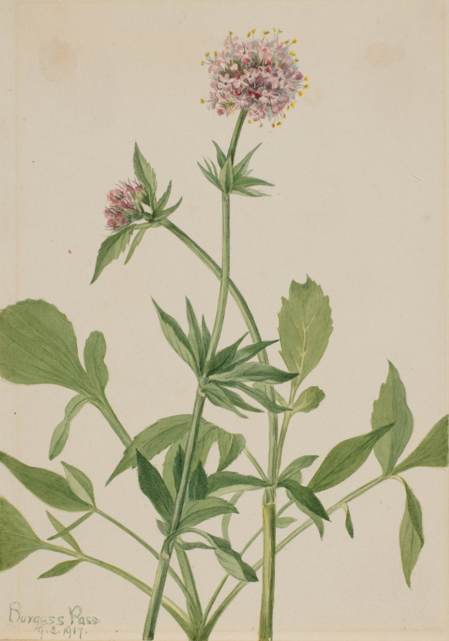 Valériane Héliotrope Valeriana sitchensis - Mary Vaux Walcott