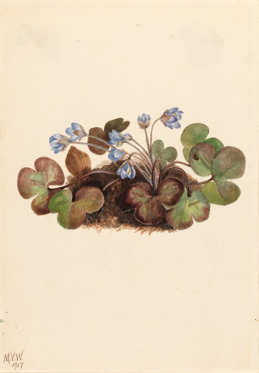 Hépatique Hepatica americana, 1917 - Mary Vaux Walcott