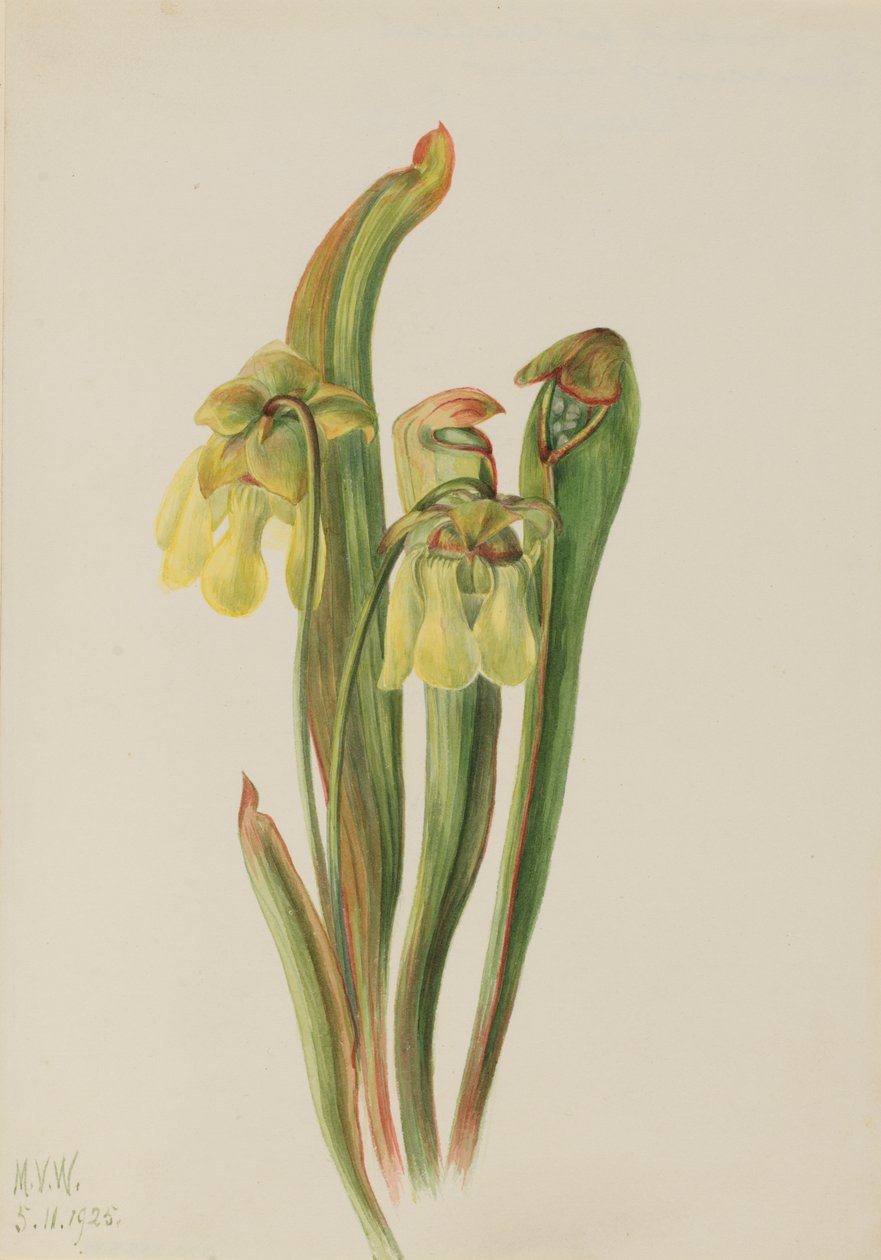 Sarracénie mineure, 1925 - Mary Vaux Walcott
