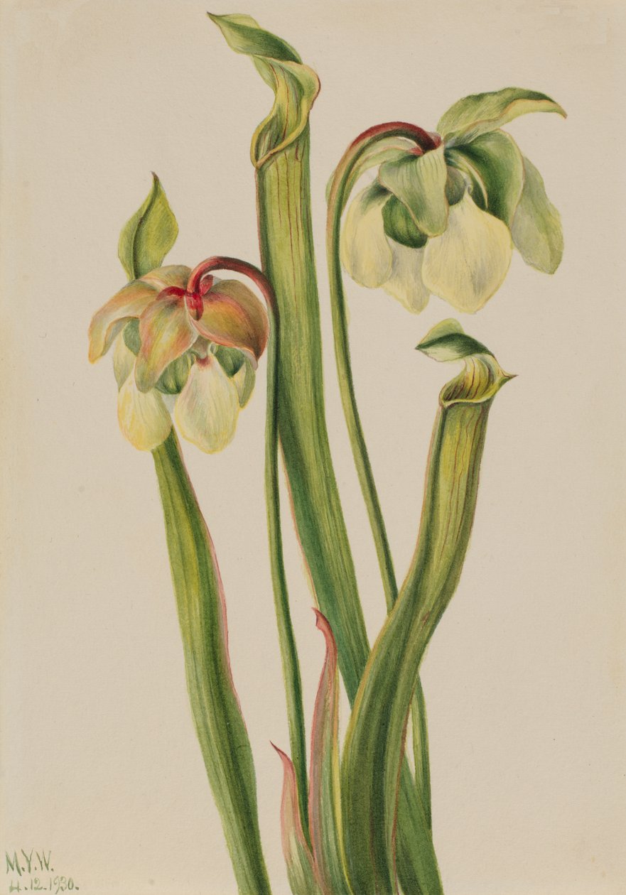 Plante hybride Sarracenia minor, 1930 - Mary Vaux Walcott