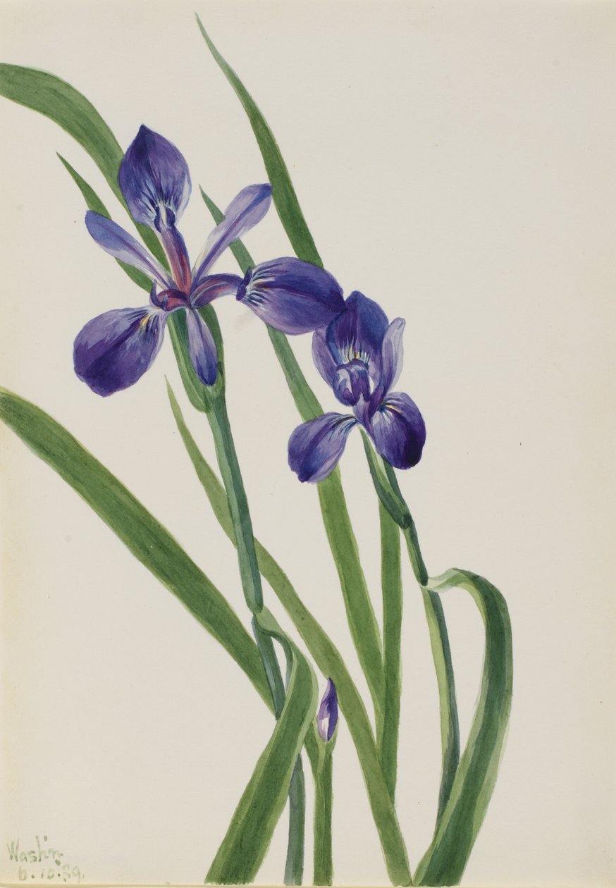 Iris (espèce Iris) - Mary Vaux Walcott