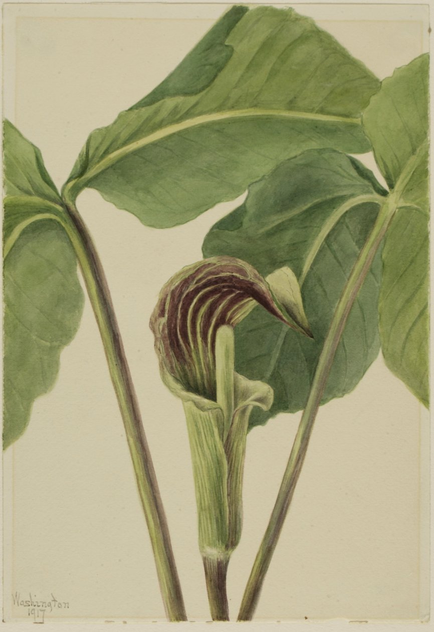 Arisème triphylle (Arisaema triphyllum) - Mary Vaux Walcott