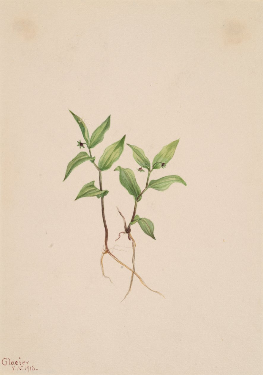 Kruhsea Kruhsea streptopoides, 1913 - Mary Vaux Walcott