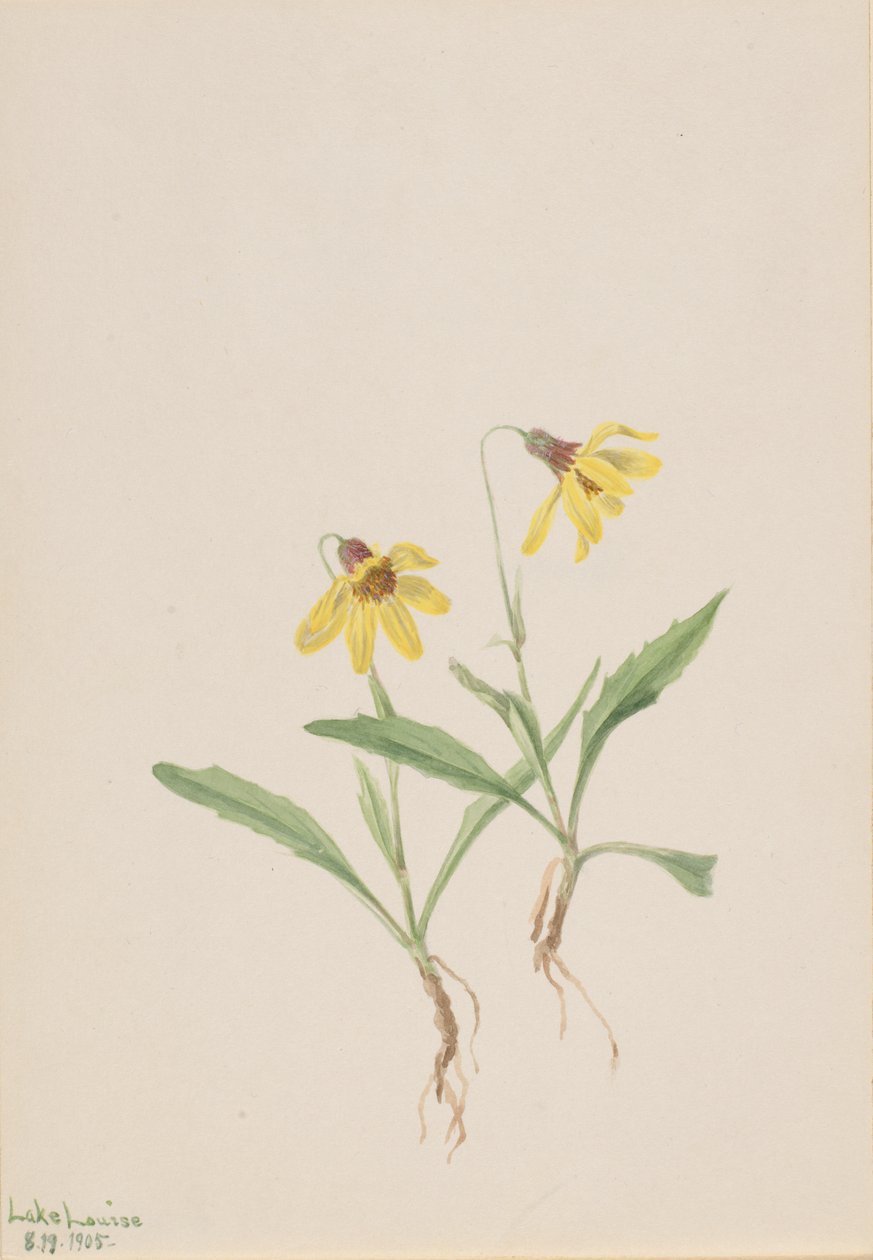 Lac Louise Arnica - Mary Vaux Walcott