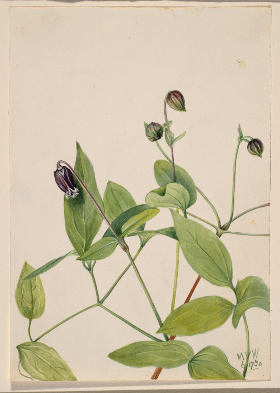 Fleur de cuir Clematis viorna, 1920 - Mary Vaux Walcott