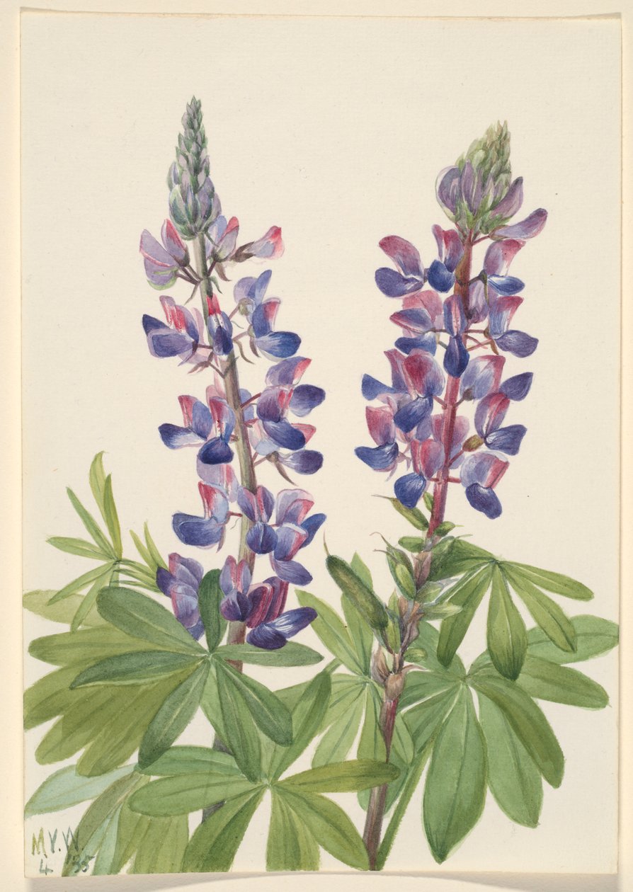 Lupin (Lupinus fornosus) - Mary Vaux Walcott