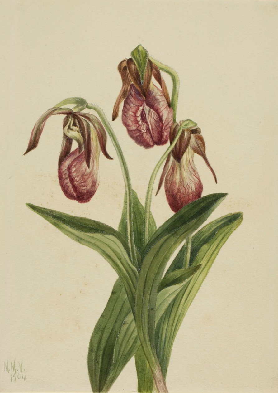 Fleur de Mocassin Cypripedium acaule - Mary Vaux Walcott