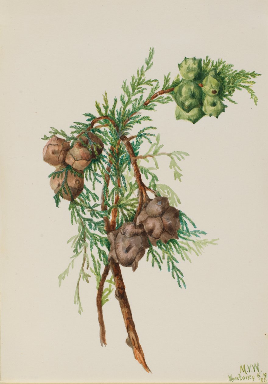 Cyprès de Monterey Cupressus macrocarpa, 1936 - Mary Vaux Walcott