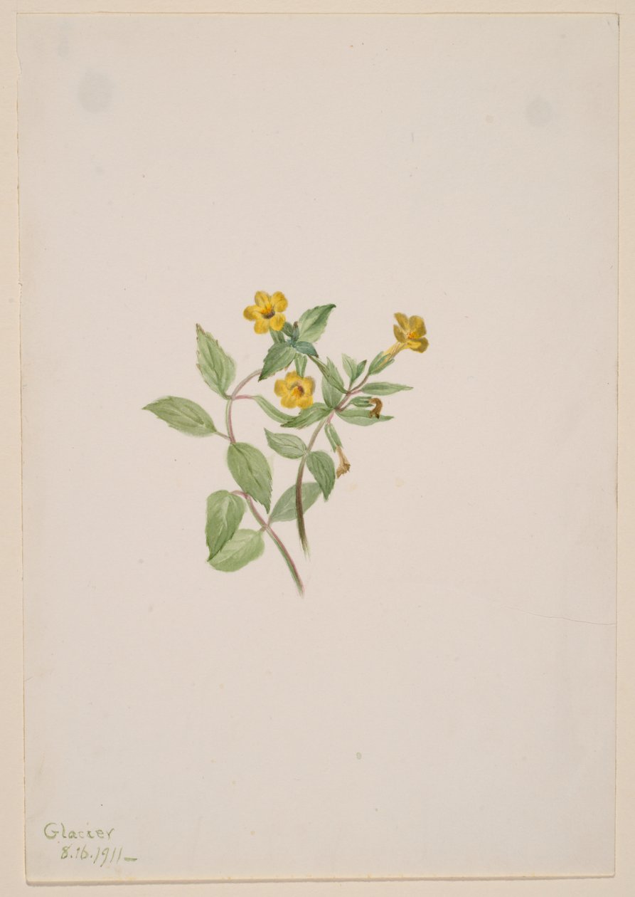 Fleur de musc (Mimulus moschatus) - Mary Vaux Walcott