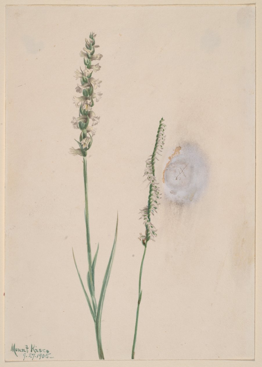 Ladies-Tresses inclinées Ibidium cernum, 1905 - Mary Vaux Walcott