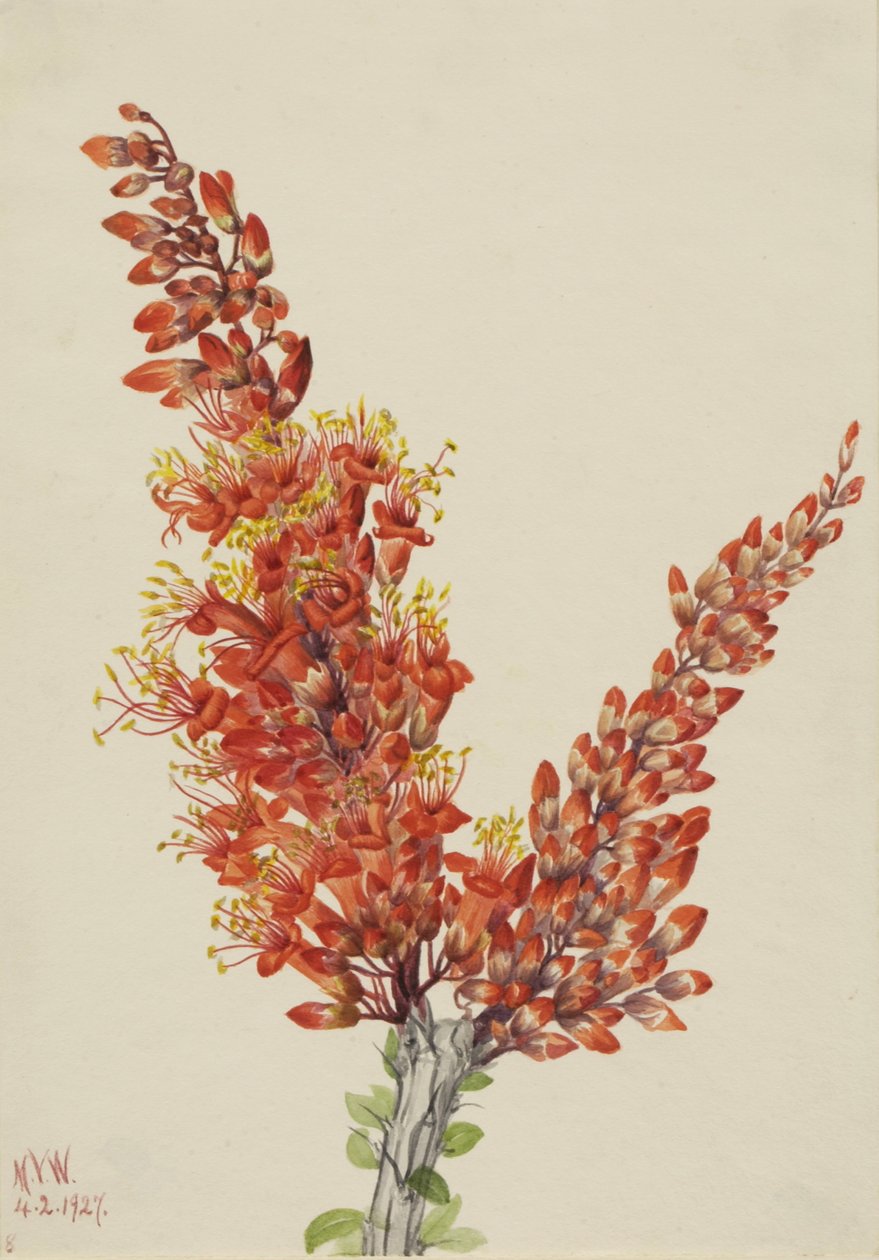 Ocotillo Fouquieria splendens, 1927 - Mary Vaux Walcott