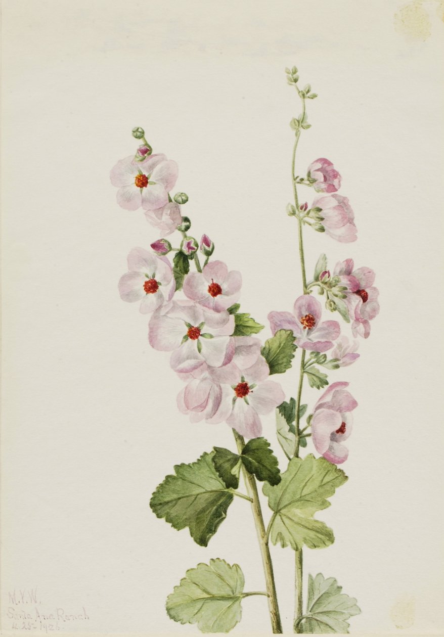 Globemallow à œil orange (Sphaeralcea davidsonii) - Mary Vaux Walcott