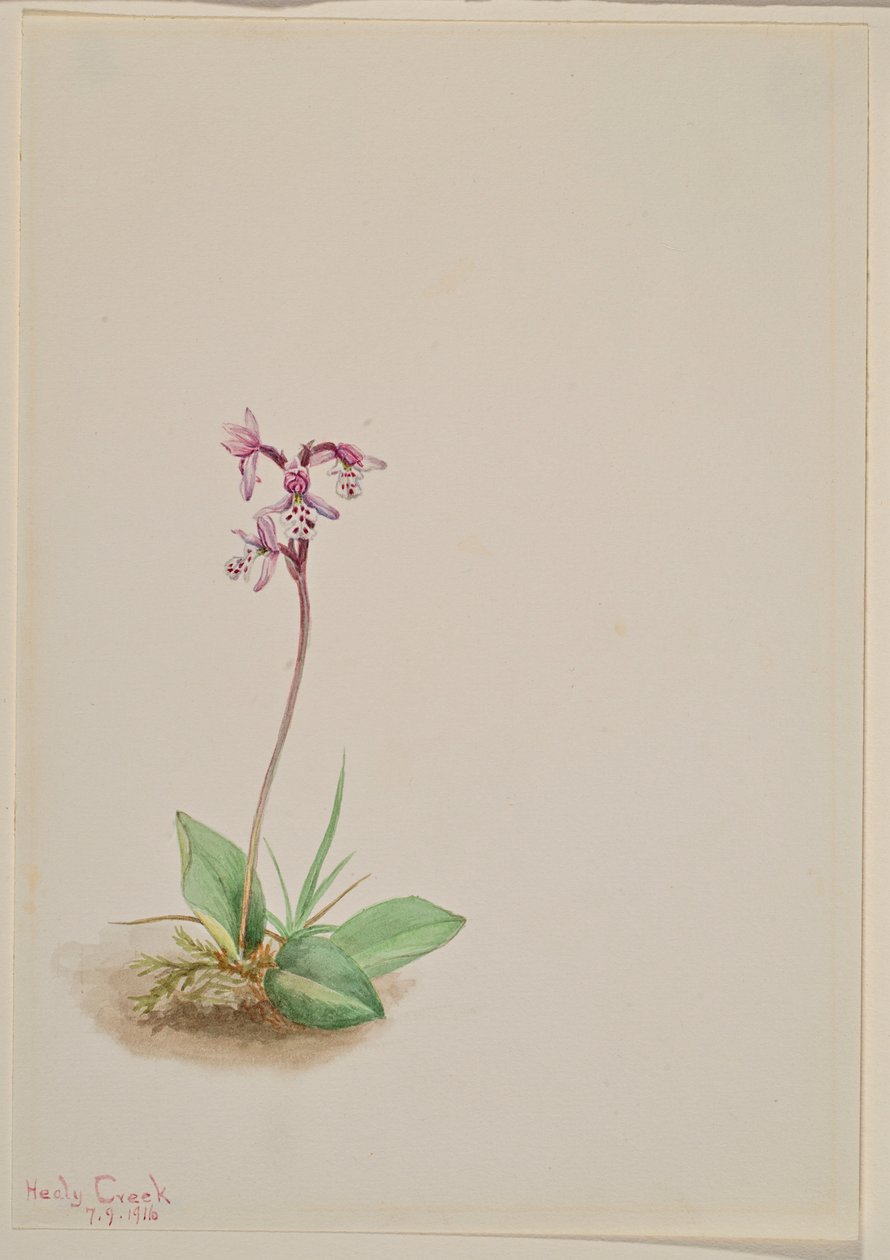 Orchis (Orchis rotundifolia) - Mary Vaux Walcott