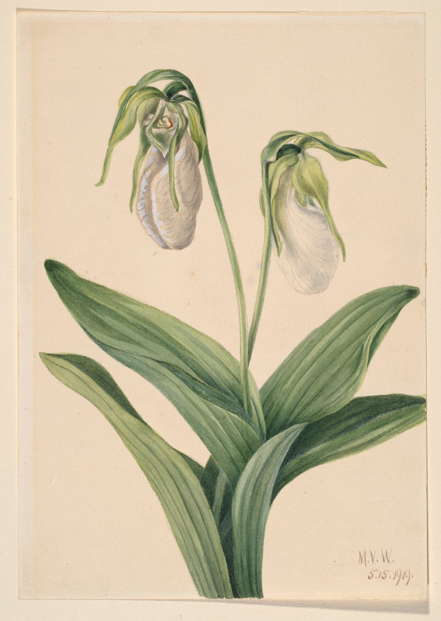Cypripède pâle (Cypridedium acaule) - Mary Vaux Walcott