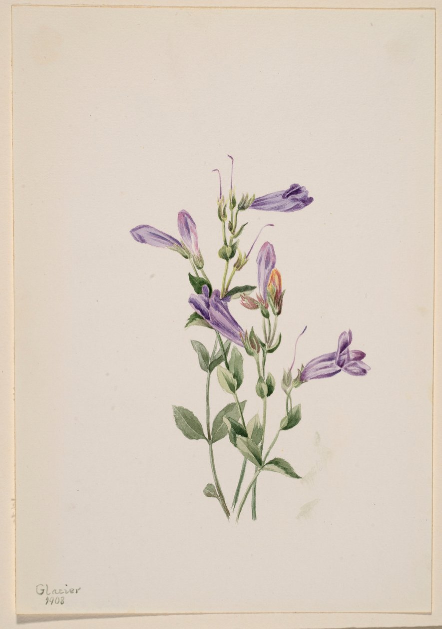 Penstemon (Penstimon fruiticosus) - Mary Vaux Walcott