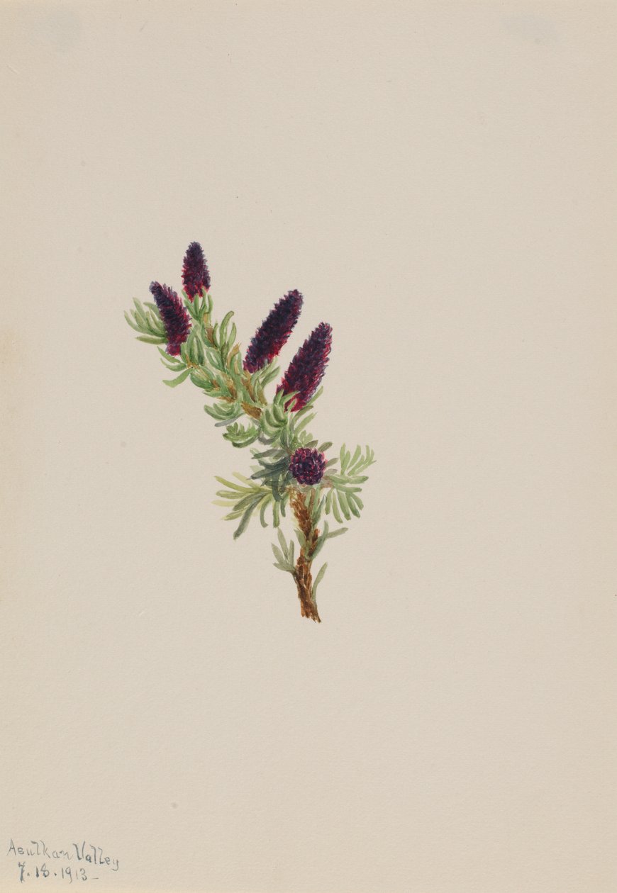 Picea engelmanni - Mary Vaux Walcott