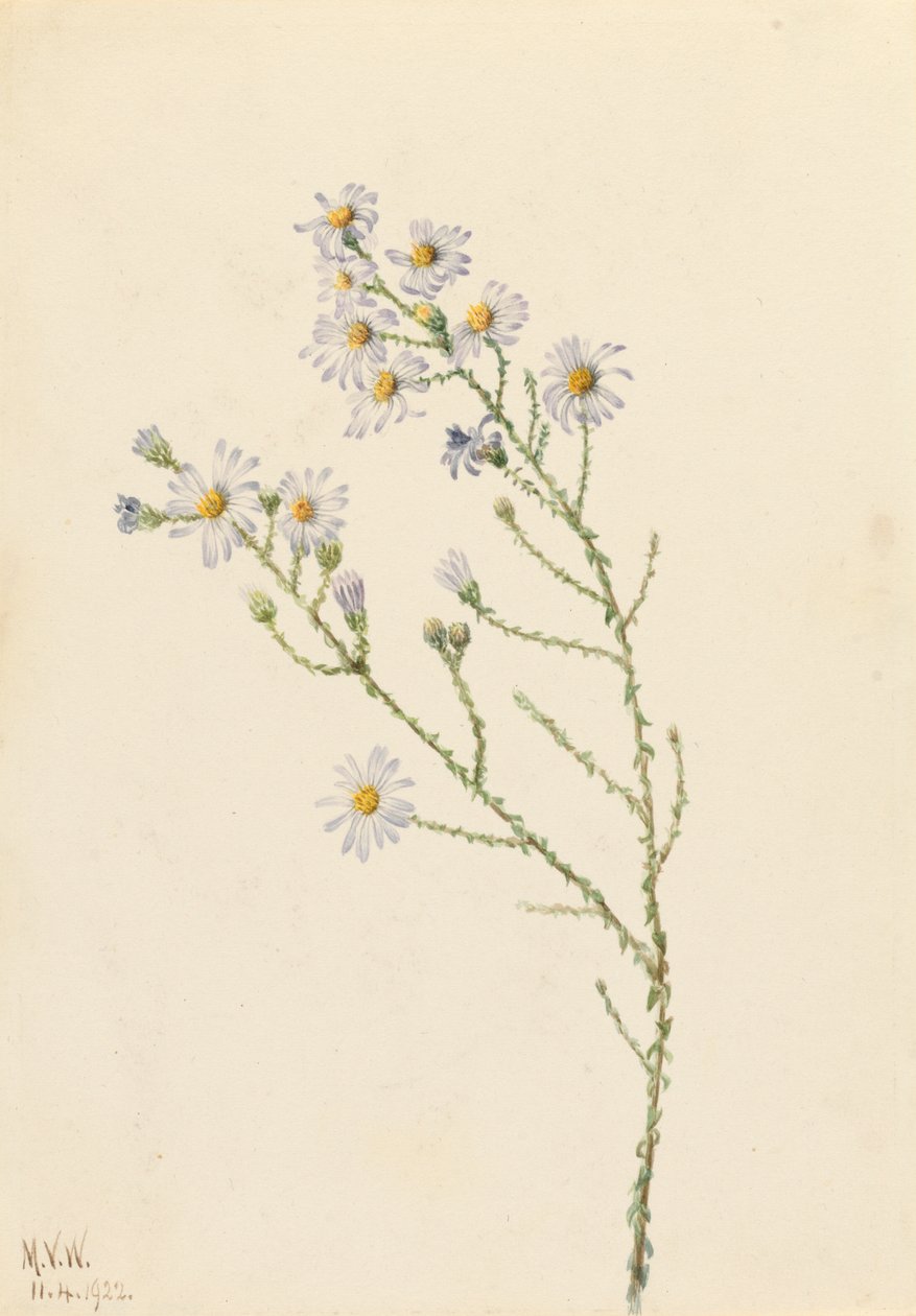 Aster squarrosus - Mary Vaux Walcott