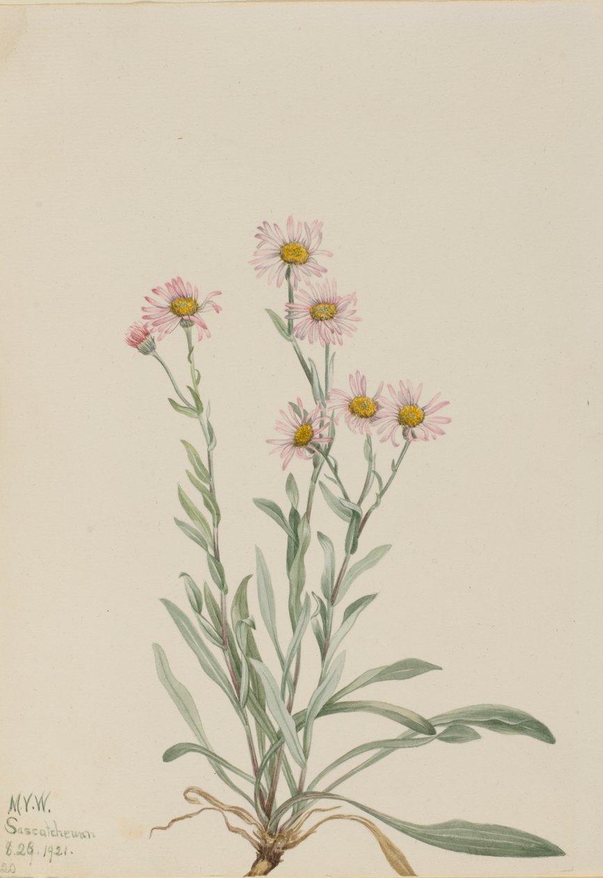 Vergerette rose Erigeron caespitosus, 1921 - Mary Vaux Walcott