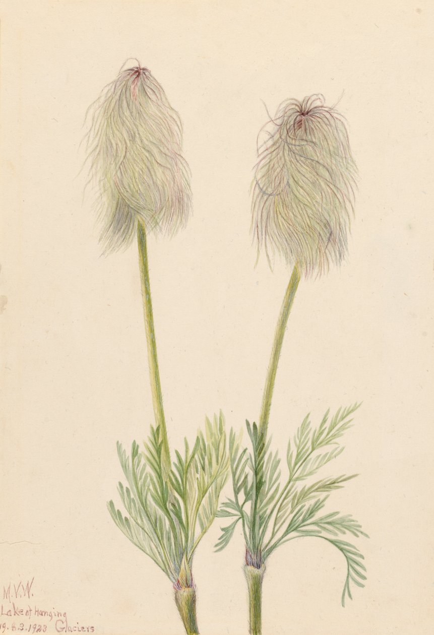 Anémone plume Pulsatilla occidentalis, 1923 - Mary Vaux Walcott