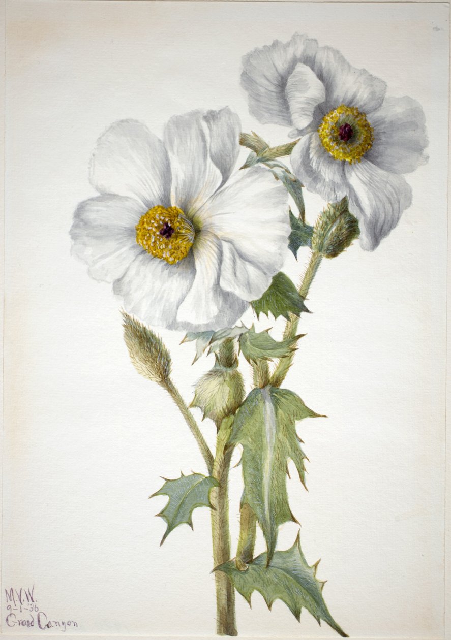 Pavot épineux (Argemone hispeda) - Mary Vaux Walcott