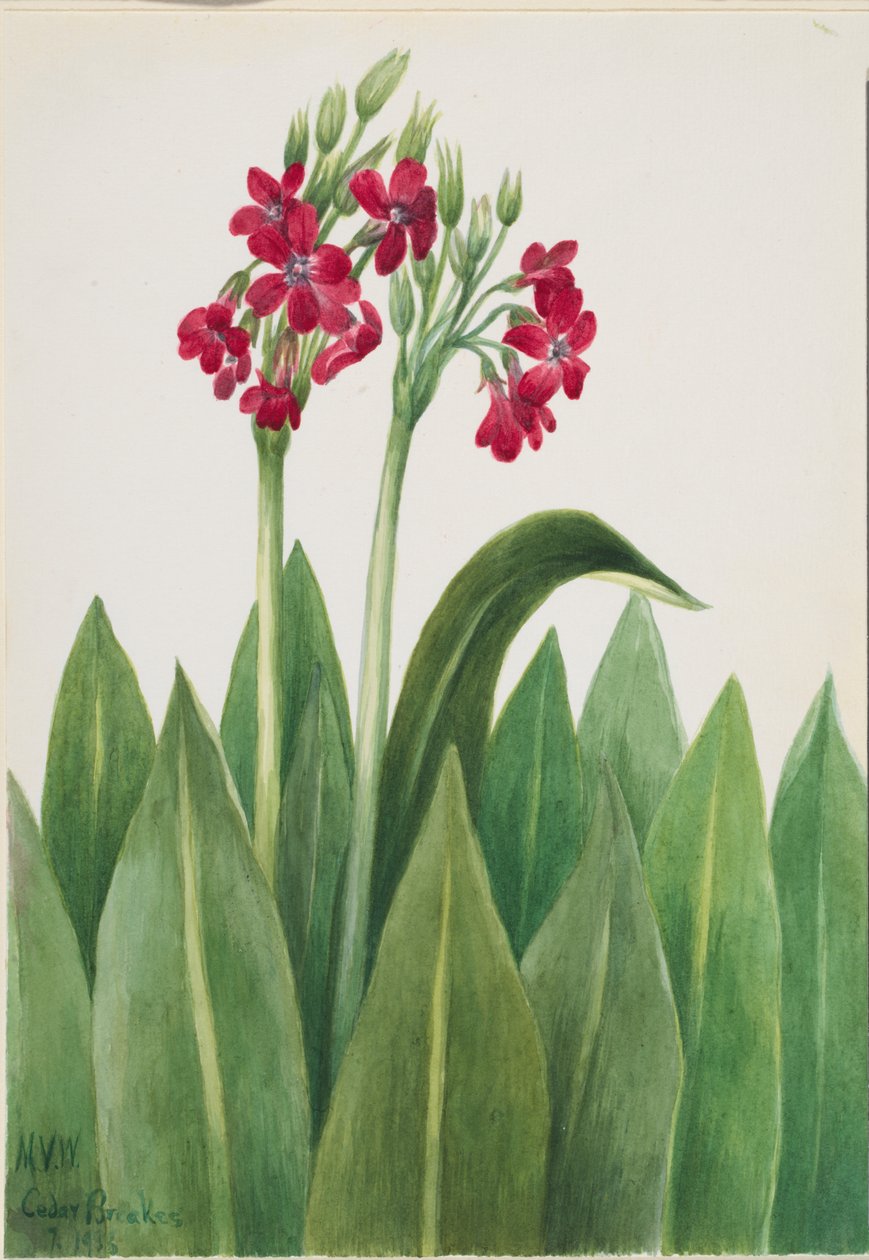 Primevère (Primula parryi) - Mary Vaux Walcott