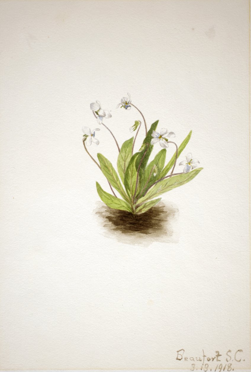 Violette primevère Viola primulifolia, 1918 - Mary Vaux Walcott