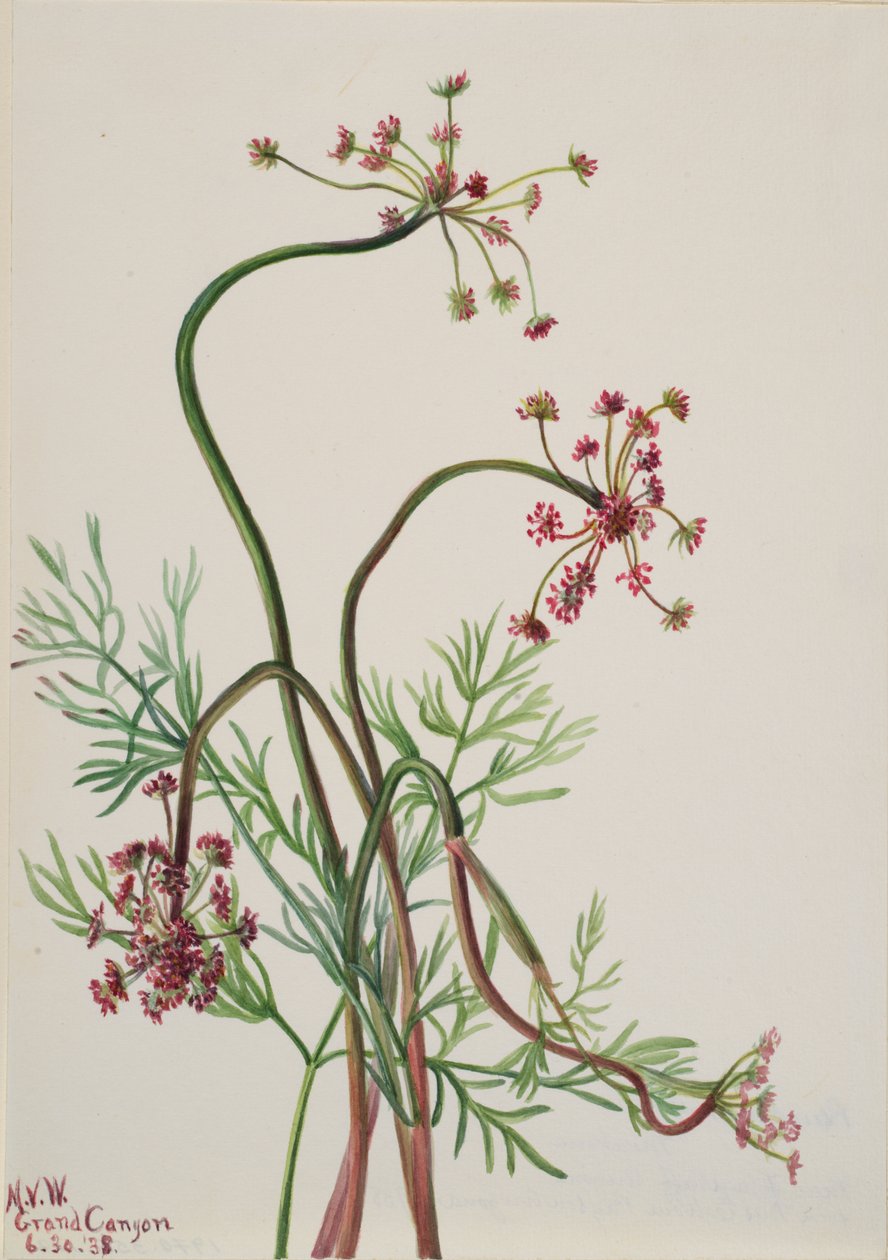 Pseudocymopterus montanus, 1938 - Mary Vaux Walcott